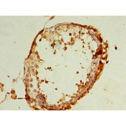 Receptor Expression-Enhancing Protein 4 (REEP4) Antibody