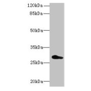 WB analysis of U251 whole cell lysates, using REEP4 antibody (0.7 µg/ml). Predicted band size: 30, 20 kDa. Observed band size: 30 kDa.