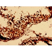 IHC-P analysis of human testis tissue, using LY6H antibody (1/100 dilution).