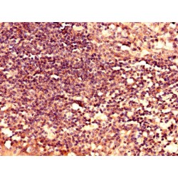 Lymphocyte Antigen 6H (LY6H) Antibody