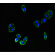 Immunofluorescent analysis of HepG2 cells using ZNRF3 Antibody at dilution of 1/100 and AF488-conjugated Affinity Purified Goat Anti-Rabbit IgG (H+L).