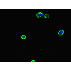 Glycerol-3-Phosphate Phosphatase (PGP) Antibody