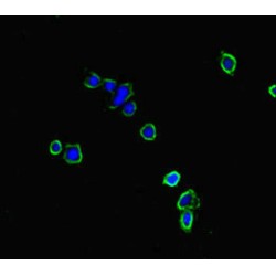 Neurobeachin-Like Protein 2 (NBEAL2) Antibody