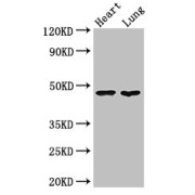 WB analysis of Mouse Heart and Mouse Lung tissues, using PAG1 antibody (3 µg/ml). Predicted band size: 47 kDa, Observed band size: 47 kDa.