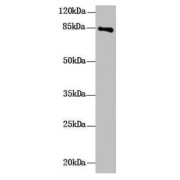 WB analysis of mouse liver tissue, using DHX32 antibody (10 µg/ml). Predicted band size: 85, 76 kDa. Observed band size: 85 kDa