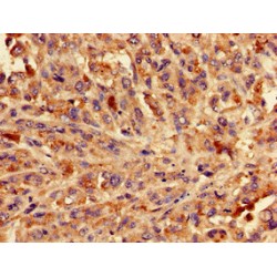 Golgin-45 (BLZF1) Antibody