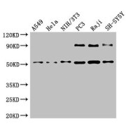 WB analysis of various whole cell lysates, using BECN1 antibody (4 µg/ml). Predicted band size: 52 kDa, Observed band size: 52 kDa.