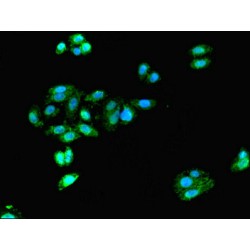 Doublecortin (DCX) Antibody