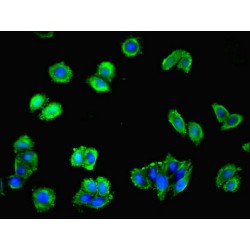 Platelet-Activating Factor Receptor (PTAFR) Antibody