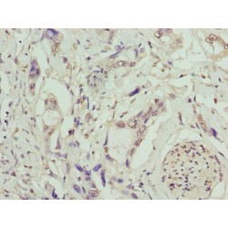 Transmembrane Protein 53 (TMEM53) Antibody