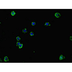 Natural Cytotoxicity Triggering Receptor 3 Ligand 1 (NCR3LG1) Antibody