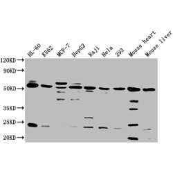 Natural Cytotoxicity Triggering Receptor 3 Ligand 1 (NCR3LG1) Antibody