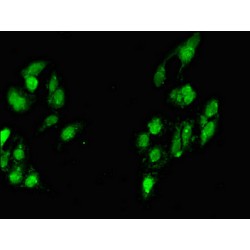 Myogenic Factor 6 (MYF6) Antibody