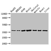 WB analysis of various cell lysates and tissues, using MYF6 antibody (3 µg/ml). Predicted band size: 27 kDa. Observed band size: 37 kDa.