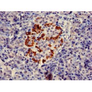 IHC analysis of paraffin-embedded human pancreatic tissue, using PTF1A Antibody (1/100 dilution).