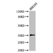 WB analysis of HEK293 whole cell lysates, using PPT1 antibody (3.5 µg/ml). Predicted band size: 35, 24 kDa. Observed band size: 35 kDa.