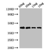 WB analysis of Pollen allergen Phl p 5b protein using Pollen allergen Phl p 5b antibody (2.7 µg/ml). Predicted band size: 43 kDa, Observed band size: 43 kDa.