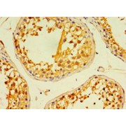 IHC-P analysis of human testis tissue, using EDA2R antibody (1/100 dilution).