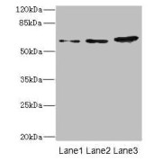 Western blot analysis of HeLa (Lane 1), HepG2 (Lane 2), and A431 (Lane 3) whole cell lysates, using ERVFRD-1 antibody (3.93 µg/ml) followed by Goat Polyclonal Anti-Rabbit IgG (1/10000 dilution). Calculated MW: 60 kDa, Observed MW: 60 kDa.