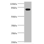 WB analysis of mouse thymus tissue, using BACH1 antibody (2 µg/ml). Predicted band size: 82 kDa. Observed band size: 82 kDa.