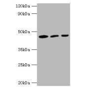 WB analysis of (1) Mouse Liver Tissue, (2) HeLa whole cell lysate, and (3) NIH3T3 whole cell lysate, using IDH1 antibody (3 µg/ml) and Goat anti-Rabbit antibody (1/10000 dilution).