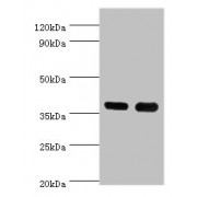 WB analysis of (1) K562 whole cell lysates, and (2) Mouse Thymus tissue, using CD1A Antibody (6 µg/ml). Predicted band size: 37 kDa. Observed band size: 37 kDa.
