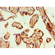 Immunohistochemistry analysis of paraffin-embedded Human placenta tissue using Gap Junction Alpha-1 Protein / CX43 (GJA1) Antibody (1/100 dilution).