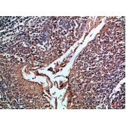 IHC-P analysis of human tonsil tissue, using CD24 antibody (1/100 dilution).