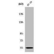 Western blot analysis of HT29 cells, using CYP2D6 Antibody.
