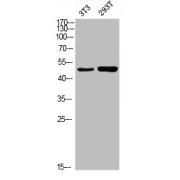 WB analysis of 3T3 and 293T cells, using Keratin 18 Phospho-Ser52 (KRT18 pS52) Antibody.