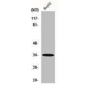 WB analysis of HepG2 cells, using ACKR2 antibody.