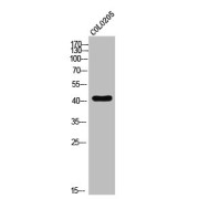 Western Blot analysis of COLO205 cells, using S1PR1/EDG-1 antibody.