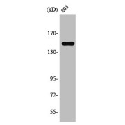 Western blot analysis of 293 cells using TAB182 antibody.