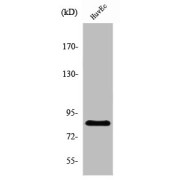 WB analysis of HuvEc cells, using OLFML2B Antibody.