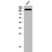 WB analysis of K562 cells, using HDAC5 Antibody.