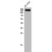 Western blot analysis of SH-SY5Y cell lysates using Laminin Gamma 3 Antibody.