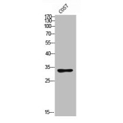 Western Blot analysis of COS7 cells using ACER2 antibody and Goat anti-Rabbit IgG secondary antibody (1/20000 dilution).