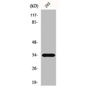 WB analysis of 293 cells.