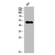 WB analysis of 3T3 cells using IL13RA1 pY405 antibody.