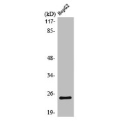 Western blot analysis of HepG2 cell extracts using Potassium Calcium-Activated Channel Subfamily M Regulatory Beta Subunit 4 Antibody.