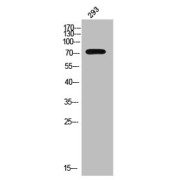 WB analysis of 293 cells.