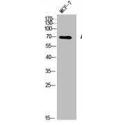 WB analysis of MCF7 cells, using Acetylcholinesterase (AChE) Antibody.