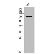 WB analysis of NIH-3T3 cells.