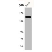 WB analysis of HepG2 cells, using Phospholipase C Gamma 2 Phospho-Tyr753 (PLCG2 pY753) Antibody.