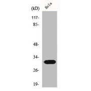 WB analysis of HeLa cells, using IL1B antibody.