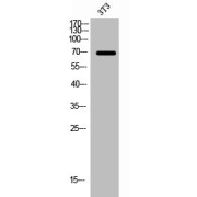 WB analysis of 3T3 cells.