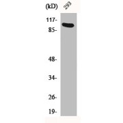 Western blot analysis of 293 cells.