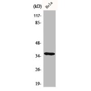 WB analysis of HeLa cells.