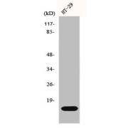 WB analysis of HT29 cells, using IL2 antibody.