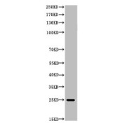 Western blot analysis of cells expressing His-tag proteins using His-tag Antibody.